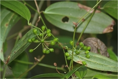 Smilax zeylanica